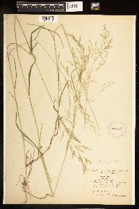 Poa palustris image