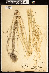 Poa palustris image