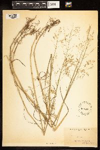 Poa palustris image