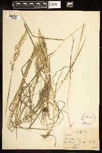 Poa palustris image