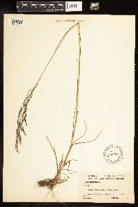 Poa palustris image