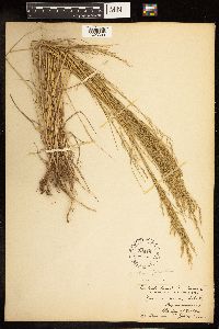 Poa palustris image