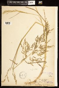 Poa palustris image