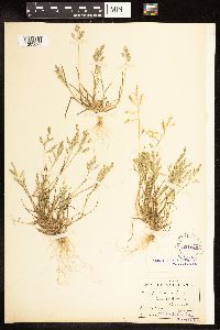 Poa pratensis image