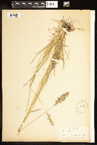 Poa pratensis image
