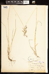 Poa pratensis image