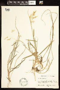 Poa pratensis image