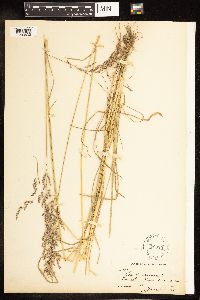 Poa pratensis image