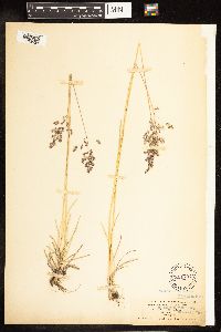 Poa pratensis image
