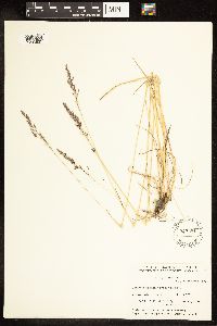 Poa pratensis image