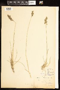 Poa pratensis image