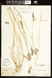 Poa pratensis image