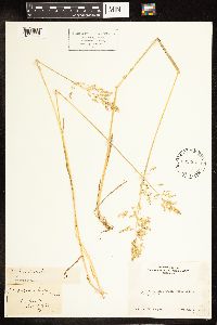 Poa pratensis image