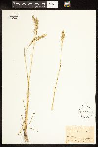 Poa pratensis image
