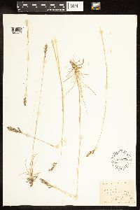Poa pratensis image