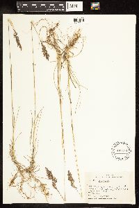 Poa pratensis image