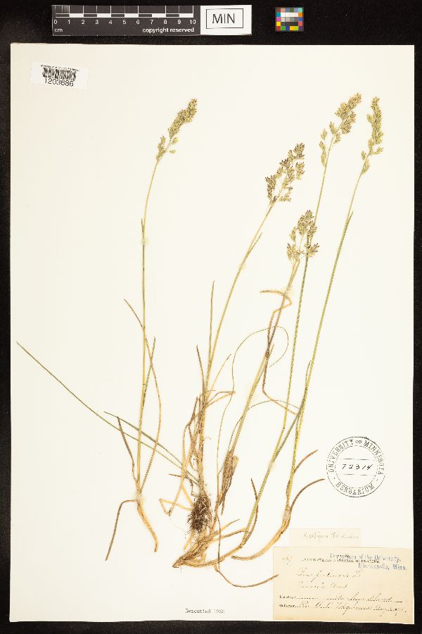 Poa pratensis subsp. alpigena image