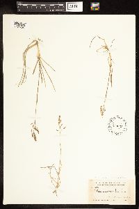 Image of Poa humilis