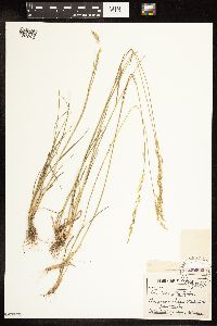 Poa secunda subsp. juncifolia image
