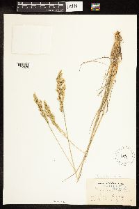 thumbnail image of current specimen