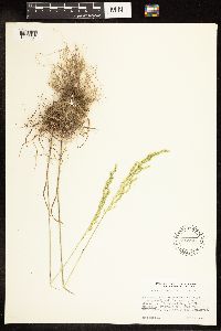 thumbnail image of current specimen