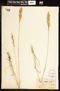 Poa secunda subsp. juncifolia image