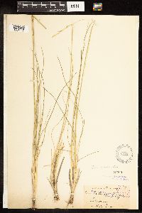 Poa secunda subsp. juncifolia image