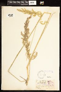 Poa secunda subsp. juncifolia image