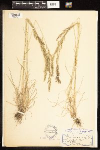 Poa secunda subsp. juncifolia image