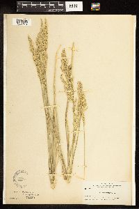 Poa secunda subsp. juncifolia image