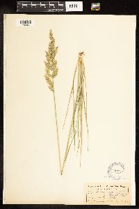 Poa secunda subsp. juncifolia image