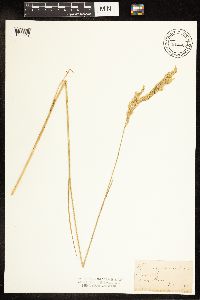 Poa secunda subsp. juncifolia image