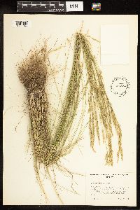 Poa secunda subsp. juncifolia image