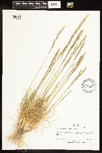 Poa secunda subsp. juncifolia image