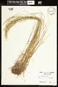 Poa secunda subsp. juncifolia image