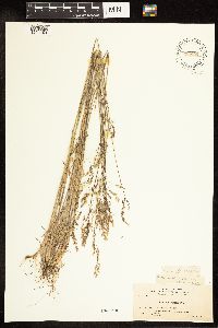 thumbnail image of current specimen