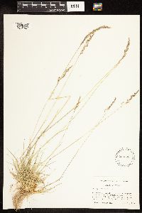 Poa secunda subsp. juncifolia image