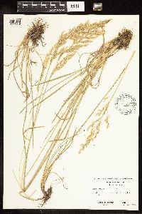 Poa secunda subsp. juncifolia image