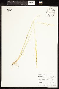Poa secunda subsp. juncifolia image