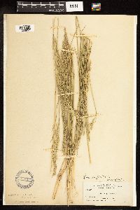 Poa secunda subsp. juncifolia image