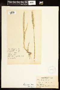 thumbnail image of current specimen