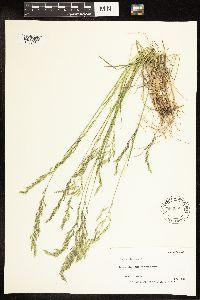 Poa secunda subsp. juncifolia image