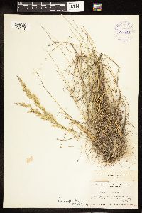 Poa secunda subsp. juncifolia image