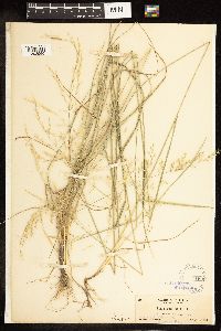 Poa secunda subsp. juncifolia image