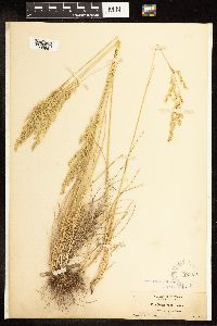 Poa secunda subsp. juncifolia image