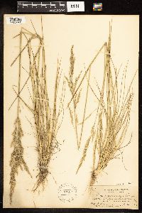 Poa secunda subsp. juncifolia image
