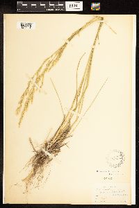 Poa secunda subsp. juncifolia image