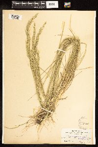 Poa secunda subsp. juncifolia image