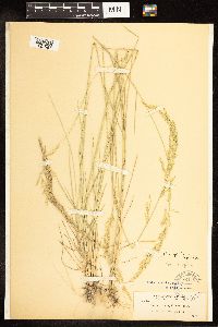 Poa secunda subsp. juncifolia image
