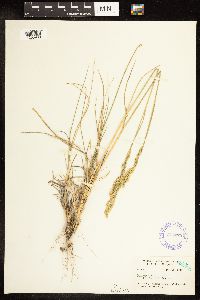 Poa secunda subsp. juncifolia image